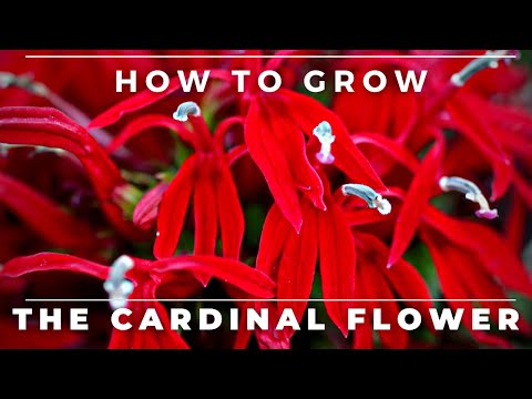 What eats the cardinal flower?