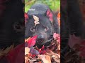 Tassie Devil dives into crunchy Autumn leaves