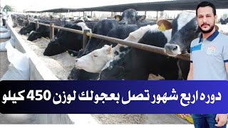 متطلبات دوره تسمين 4 شهور فقط تصل بعجولك 450 ميلوا Four-month fattening course for calves