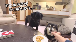 保護猫の初めてのクリスマスパーティーに、柴犬とラブラドールが乱入！