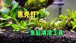 底沙过滤水草缸已养好水，先放点黑壳虾试一下水