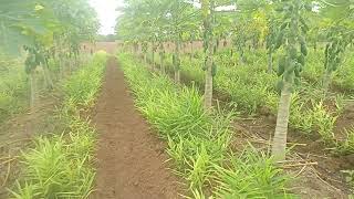 poision free papaya mix ginger crop 9404555918 papaya seeds available selection method