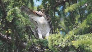 Northern Goshawk Mating　東京都内 大鷹の交尾