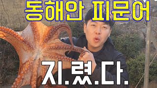 문어 직접 잡아 숯불구이 해먹자! / Octopus dish, Korea eating show, cooking show, Korea Octopus