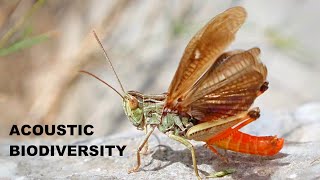 ACOUSTIC BIODIVERSITY - The 120 singing Orthoptera of Austria, Switzerland, and Germany