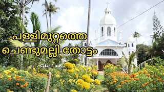 പള്ളിമുറ്റത്തെ ചെണ്ടുമല്ലി തോട്ടം 😍| marygold plant care and tips