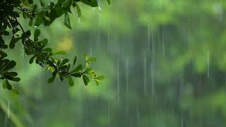 비오는 배경 불면증 수면을 위한 잔잔한 빗소리 ASMR 백색소음 자장가