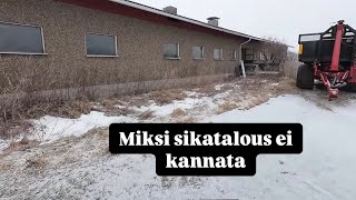 Sikalan kannattavuus nykyään