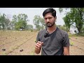 केले की रोपाई के समय सावधानी part 1 important point before banana transplanting banana farming