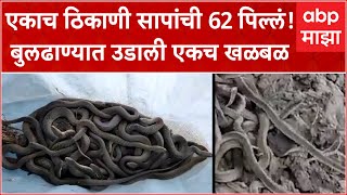 Buldhana 62 Baby Snake : एकाच ठिकाणी सापांची 62 पिल्लं! बुलढाण्यात उडाली एकच खळबळ