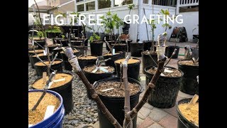 Grafting Figs: 1-2 Week Maintenance \u0026 Progress