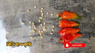 পাকা মরিচ থেকে যে ভাবে বিজ সংরক্ষণ করবেন।How to store seeds from ripe chilies। বিডি ছাদ কৃষি।#মরিচ#