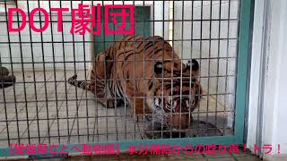 【愛媛県立とべ動物園】水分補給からの唸り声！トラ！