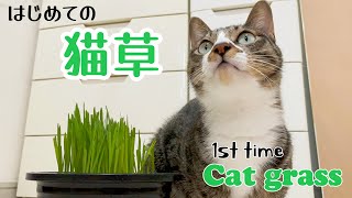 The 1st try for cat grass はじめて猫草をあげてみた