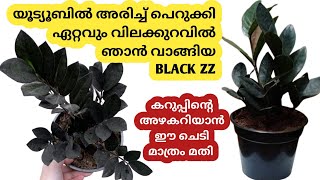 💯BLACK ZZ ഇതിലും വിലക്കുറവിൽ വേറെ എവിടെയും കിട്ടില്ല/Black zz plant in lowest price/Black zz sale