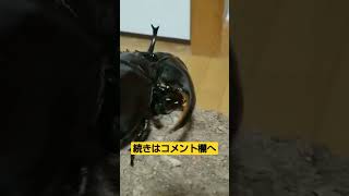 マルスゾウカブトVSヘラクレス･ヘラクレス