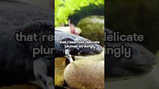 メキシコ原産の謎の生物ウーパールーパー / 元タイトル「Axolotls Enigmatic Creature Hailing From Mexico」#axolotl #love #funny