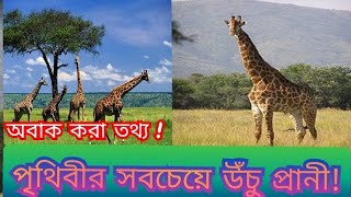 পৃথিবীর সবচেয়ে উঁচু প্রানী।। জিরাফের জীবন ভাস সম্পর্কে জানা যাক ।। Graffa Camelopardalis ।।