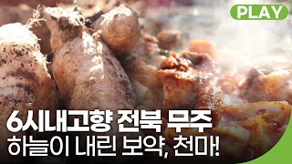 전북 무주에 하늘이 내린 보약이 있다! 그 이름은 바로 천마🥔 | 6시 내고향 | 재미 PLAY