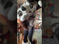 boerdi the australian shepard full partial fursuit furry fursuitmaker