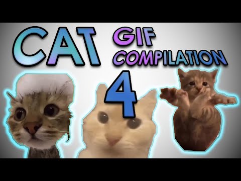 Cat 4 Youtube