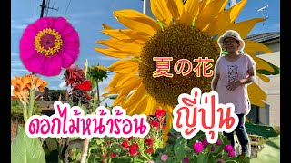 ดอกไม้หน้าร้อนญี่ปุ่นเหมือนที่ไทยแดะเลย! #ชนบทญี่ปุ่นหน้าร้อน 夏の花#2020Ep144