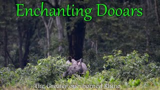 Enchanting Dooars | Greater One-horned Rhinoceros | Save Nature, Save Wildlife |