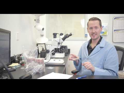 How many species of Fusarium are there?