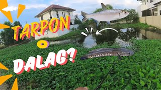 DALAG O TARPON | Day 1-2