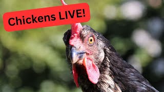 Free Range Chicken Coop Live Streaming with MY Alabama Farm Life! 1/29/25 Daytime.