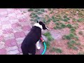 Aslan playing with water sprinkler