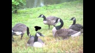 Goose bobbing its head