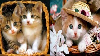 Funny Cats And Kittens Meowing Compilations|Baby Cats Cute any Funny Cat Video|Cute any Funny Cat