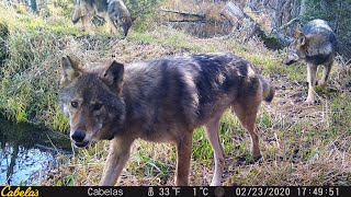 WHOA-  Trail Cam of Northern Minnesota Wildlife+Lynx #218 Martin's Old Off Grid Log Cabin