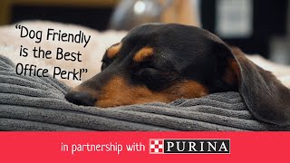 How to be a Dog-Friendly Company | BorrowMyDoggy with Purina