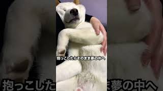 いびきかきながら爆睡する柴犬