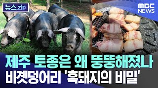 제주 토종은 왜 뚱뚱해졌나  비곗덩어리 '흑돼지의 비밀'  [뉴스.zip/MBC뉴스]