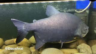 jual ikan bawal (pacu) jumbo, jakarta