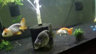 A Quick Update on my Ranchu Goldfish for Followers...