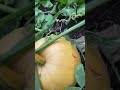 Pumpkin Vine Growing with Troubles