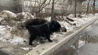 Walking Dog In Downtown Of Moscow