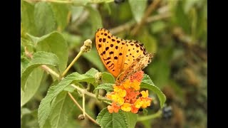 Common Leopard Butterfly or spotted rustic - Phalanta phalantha - Butterflies of India