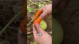 Chinees farmers have started using this thumb🤯 #short #china #farmers #start #amzing #facts