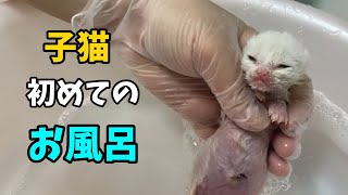 #9　【生後0日で保護した子猫】初めてのお風呂。