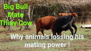Why animals lossing his mating power