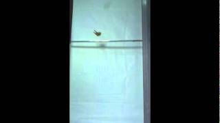 Flea inspired jumping robot.wmv