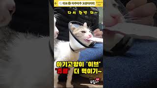 아기고양이 '츄르' 더 먹여주기~  When a kitten tastes 'Chur' for the first time~