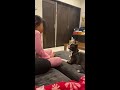 娘をドライヤーから守ろうとする犬 bostonterrier shorts 短い動画