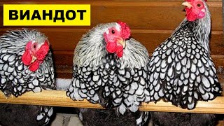 Разведение кур породы Виандот как бизнес идея | Куры Виандот