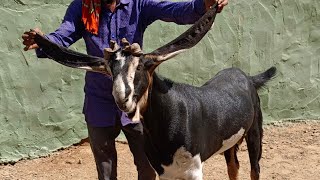 Karoli Kota khassi Goat's Bakra heavyweight ka khassi bakra for sale